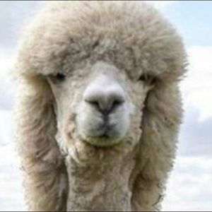 Meet your Posher, Tamira